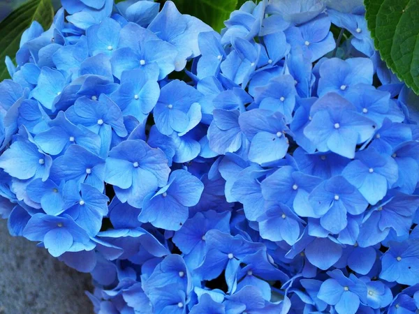 Έντονο Μπλε Ορτανσία Ανθίζει Ιδιωτικό Κήπο Springfield Oregon — Φωτογραφία Αρχείου