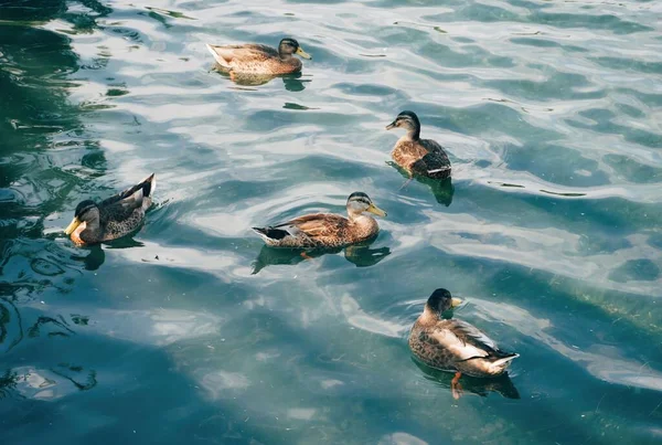 Cinco Patos Flotando Una Hermosa Superficie Agua —  Fotos de Stock
