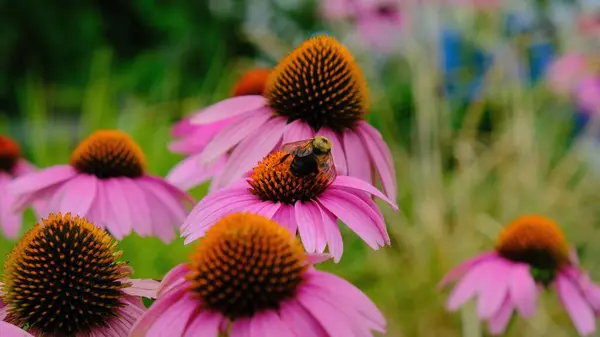 Primer Plano Abejorro Polinizando Flor Conejo Púrpura Creciendo Arbusto — Foto de Stock