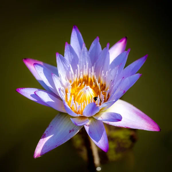 Closeup Shot Beautiful Lotus Pond — Stock Photo, Image
