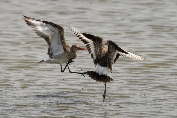 Two Black Tailed Godwits Fighting Lake — Stock Photo, Image