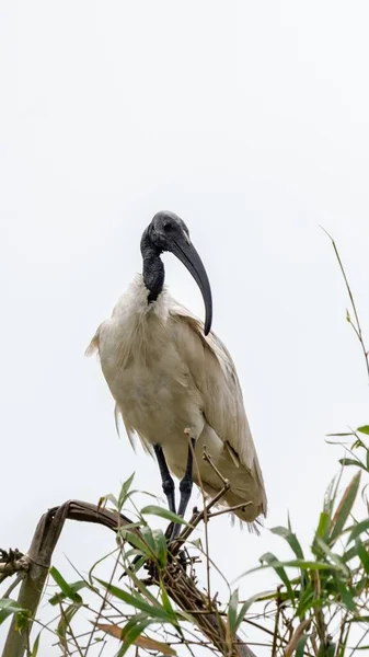 Ibis Cabeça Preta Threskiornis Melanocephalus Empoleirado Ramo — Fotografia de Stock