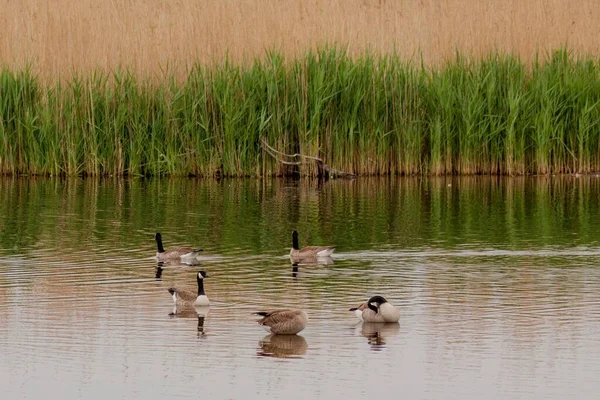 Primer Plano Hermosas Aves Nadando Agua —  Fotos de Stock