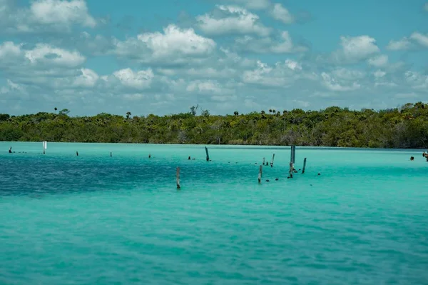 Laguna de Kaan Luum 'un Tulum, Meksika' da yemyeşil bir manzarası var.