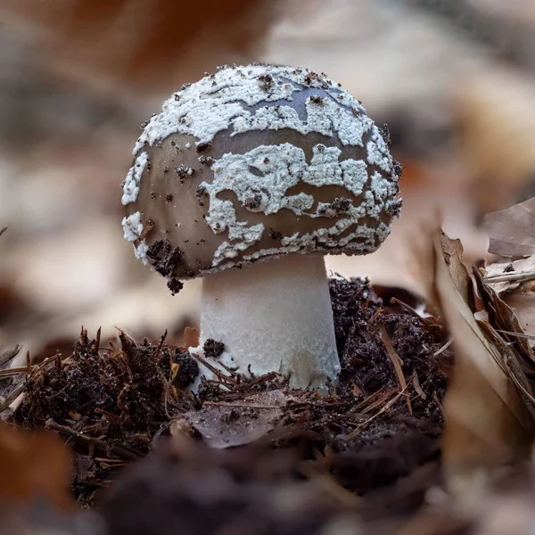 一个完美无缺的小天鹅绒蘑菇 — 图库照片