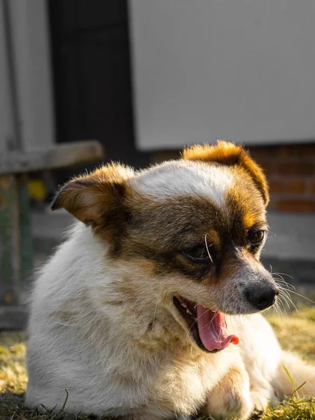 Vertikal Närbild Bedårande Vit Brun Gäspande Hund — Stockfoto