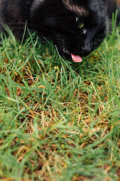Černá Kočka Růžovým Jazykem Ven Jíst Zelenou Trávu Zahradě — Stock fotografie