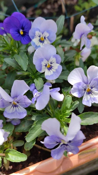 Vertical Shot Purple Pansy Flower Pot — Stock Photo, Image