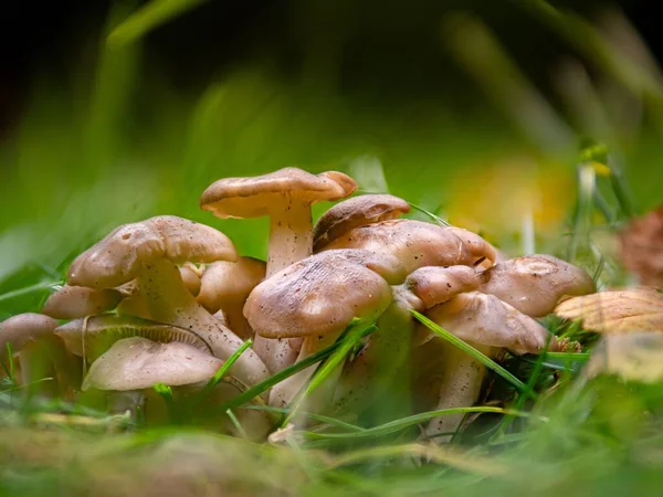 Μια Ομάδα Τηγανητά Μανιτάρια Κοτόπουλου Lyophyllum Decastes Στον Κήπο — Φωτογραφία Αρχείου