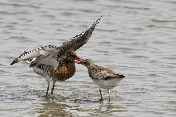 Two Black Tailed Godwits Standing Shallow Lake — Stock Photo, Image