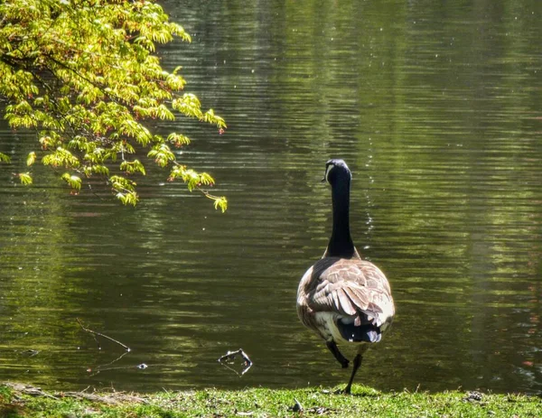 Ptak Branta Meczetowym Brzegu Jeziora — Zdjęcie stockowe