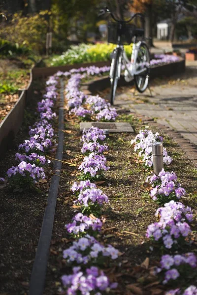 Vertikal Bild Lila Flox Blommor Trädgården — Stockfoto