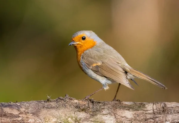 Ein Nahaufnahme Porträt Eines Niedlichen Rotkehlchens Auf Verschwommenem Hintergrund — Stockfoto