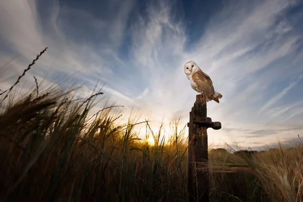 Barn Owl Perched Rusty Metal Surface Wheat Field Blue Cloudy — Stock Photo, Image