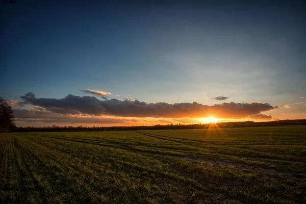 Campo Trigo Verde Sobre Impresionante Fondo Puesta Sol Vívido — Foto de Stock