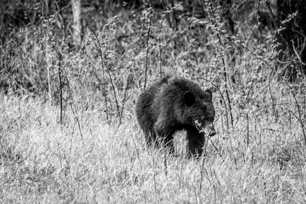 A grayscale shot of a bear in the forest