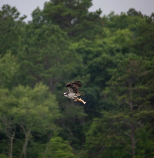 Águila Voladora Con Presa Clavada Sus Garras Contra Bosque — Foto de Stock