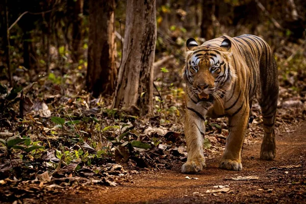 Рычащий Тигр Проходя Мимо Выглядит Злым — стоковое фото