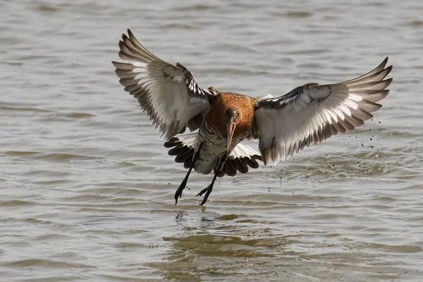 Black Tailed Godwit Flying Lake — Stock Photo, Image