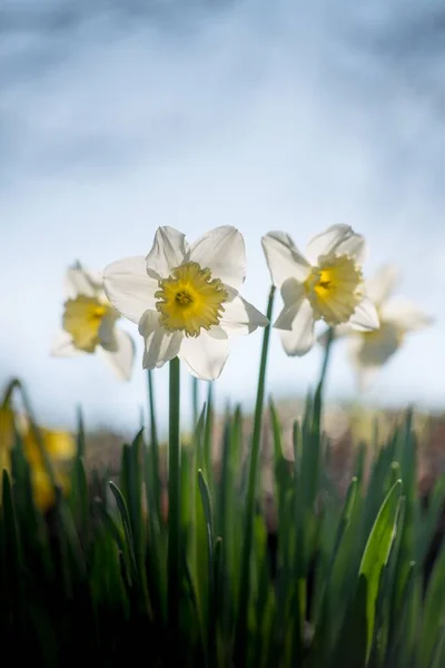 Tiro Vertical Das Flores Narciso — Fotografia de Stock