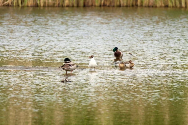 Eine Nahaufnahme Schöner Vögel Die Wasser Schwimmen — Stockfoto
