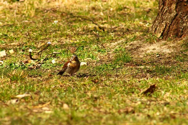 Ein Entzückender Winziger Feldvogel Auf Grünem Gras — Stockfoto