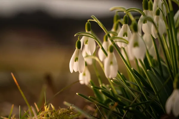 Gros Plan Délicats Flocons Neige Fleurissant Printemps Matin Avec Fond — Photo