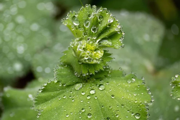 Eine Nahaufnahme Von Wassertropfen Auf Eine Grüne Pflanze — Stockfoto