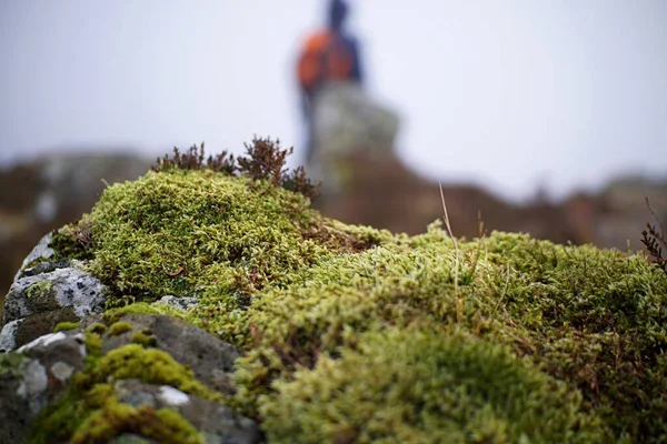 Kayanın Yosunlarla Kaplı Yüzeyine Yakın Çekim — Stok fotoğraf