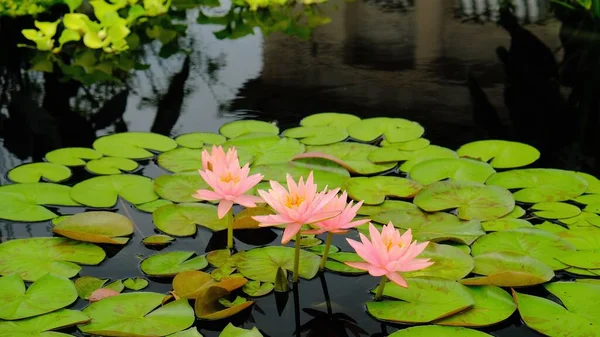 Pembe Çiçekleri Gölette Yetişiyor — Stok fotoğraf