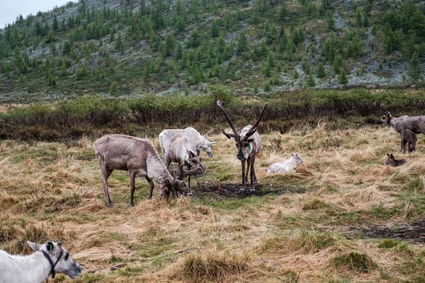 A group of brown reindeer grazing on the rural Tsaatan field in Mongolia