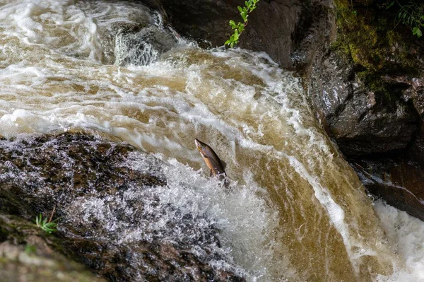 Атлантический Лосось Salmo Salar Прыгает Водопада Шотландии Великобритания — стоковое фото