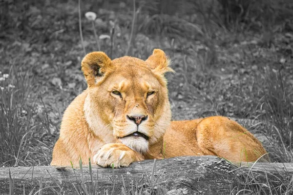 一张亚洲狮子看着相机的选择性彩色照片 — 图库照片