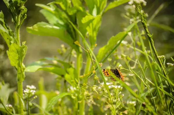 Оранжевая Бабочка Опыляющая Маленький Полевой Цветок — стоковое фото