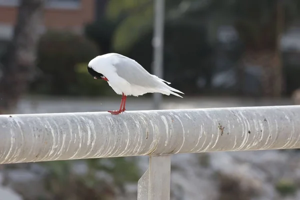 Svart Hövdad Medelhavsmås Uppe Betongyta — Stockfoto