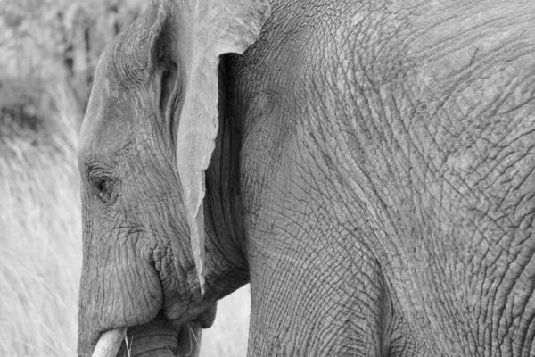 Escala Cinza Close Elefante Arbusto Africano — Fotografia de Stock