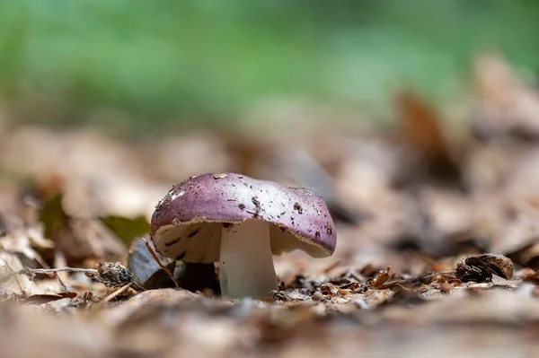 Een Closeup Van Een Purpere Russula Genus Paddestoel — Stockfoto