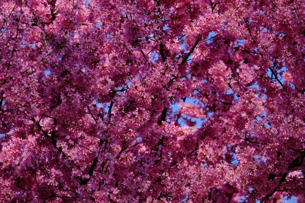 Close Flores Cor Rosa Florescendo Uma Árvore Contra Céu Azul — Fotografia de Stock
