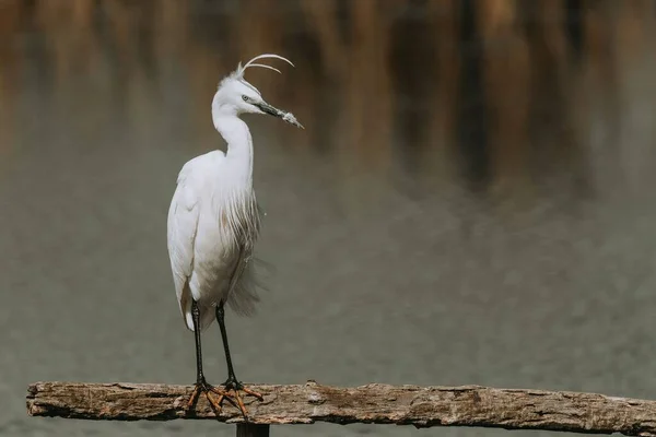 Lite Egret Uppe Gren Över Vattnet Norfolk Storbritannien — Stockfoto