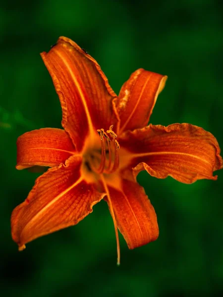 Tiro Close Vertical Uma Flor Lírio Laranja Brilhante Florescendo — Fotografia de Stock