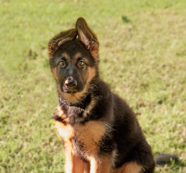 Closeup Cute German Shepherd Dog Sitting Grass Looking Camera — Stock Photo, Image