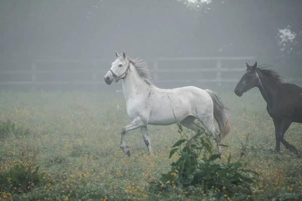 田舎の霧深い朝に緑の畑を走る馬の美しいショット — ストック写真