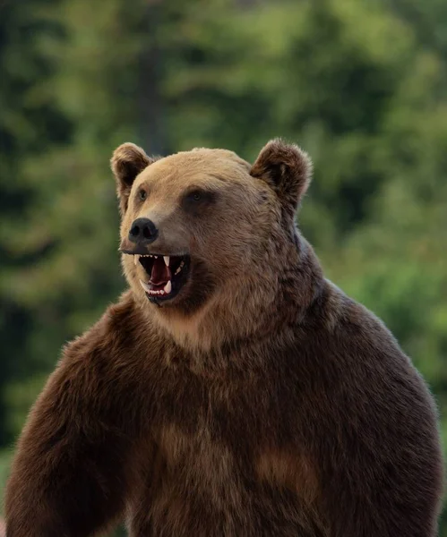 Primer Plano Una Cabeza Oso Peluche Decoración Ornamenta — Foto de Stock