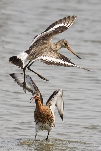 Vertical Shot Two Black Tailed Godwits One Lake Other One — Stock Photo, Image