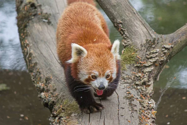 Ağzı Açık Kırmızı Bir Panda Yosunlu Kütükte Yürüyor — Stok fotoğraf