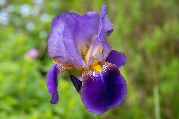 Sebuah Fokus Tembakan Selektif Ungu Iris Lapangan — Stok Foto