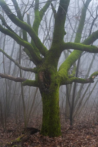 Vertikální Záběr Zelený Mech Zamlženém Lese — Stock fotografie