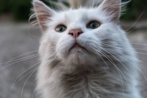 Een Close Portret Van Een Schattige Witte Kat Zoek Naar — Stockfoto