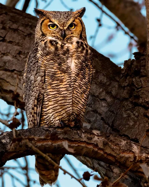 Great Horned Owl Perched Cottonwood Tree Sunset Its Camouflaged Plumage — Stock Photo, Image
