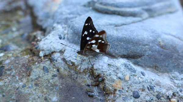 Närbild Fjäril Uppe Sten — Stockfoto